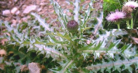 龙牙草的功效与作用是什么？如何正确食用龙牙草？