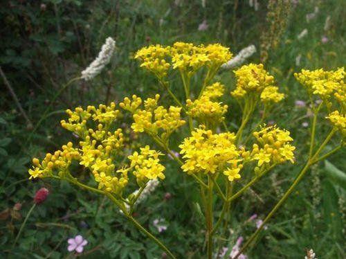 龙牙草的功效与作用是什么？如何正确食用龙牙草？