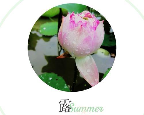 侧柏的花语与寓意——生命力与希望的象征（侧柏花开）