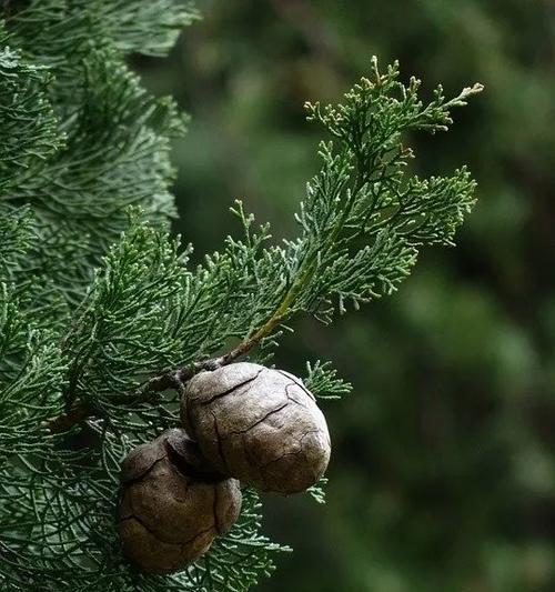 侧柏的花语与寓意——生命力与希望的象征（侧柏花开）