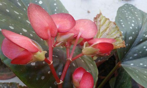 银星海棠花（银星海棠的花语与美丽传说）