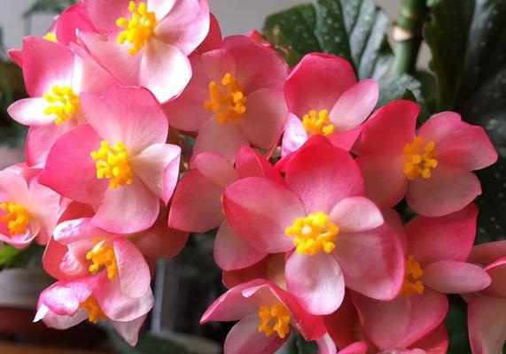 银星海棠花（银星海棠的花语与美丽传说）