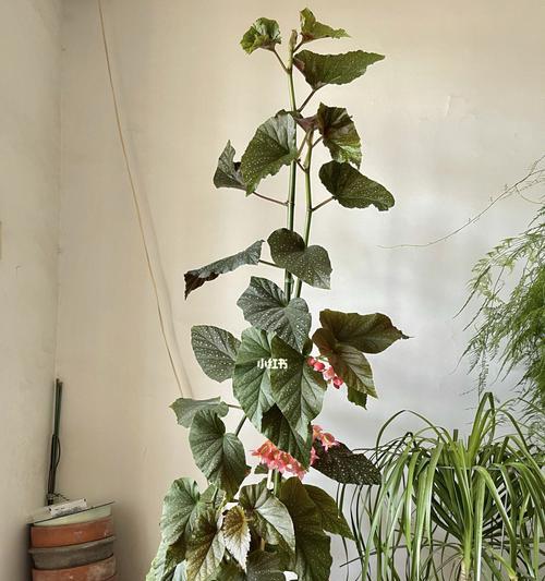 银星海棠花（银星海棠的花语与美丽传说）