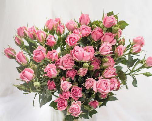 玫瑰的含义与象征（深入解读玫瑰的花语与象征意义）