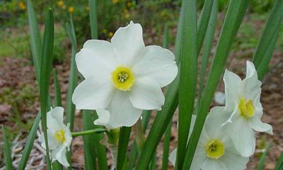 雁来红花语与传说（雁来红的含义和神话故事）