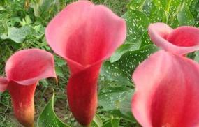 雁来红花语与传说（雁来红的含义和神话故事）