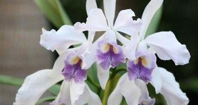 雁来红花语与传说（雁来红的含义和神话故事）