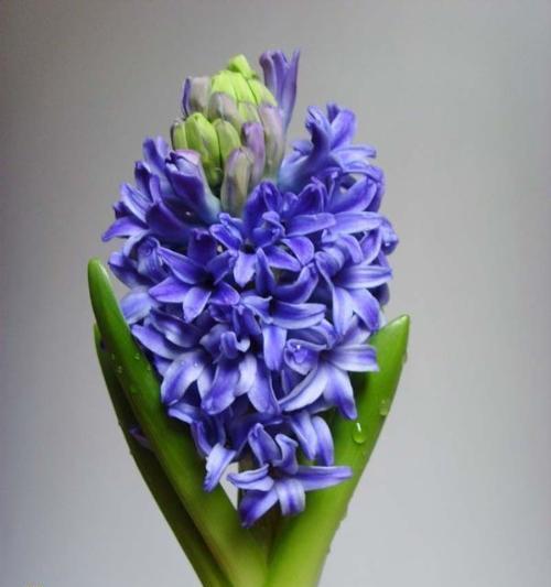 风信子的花语（盛开在春天的芳香之中）