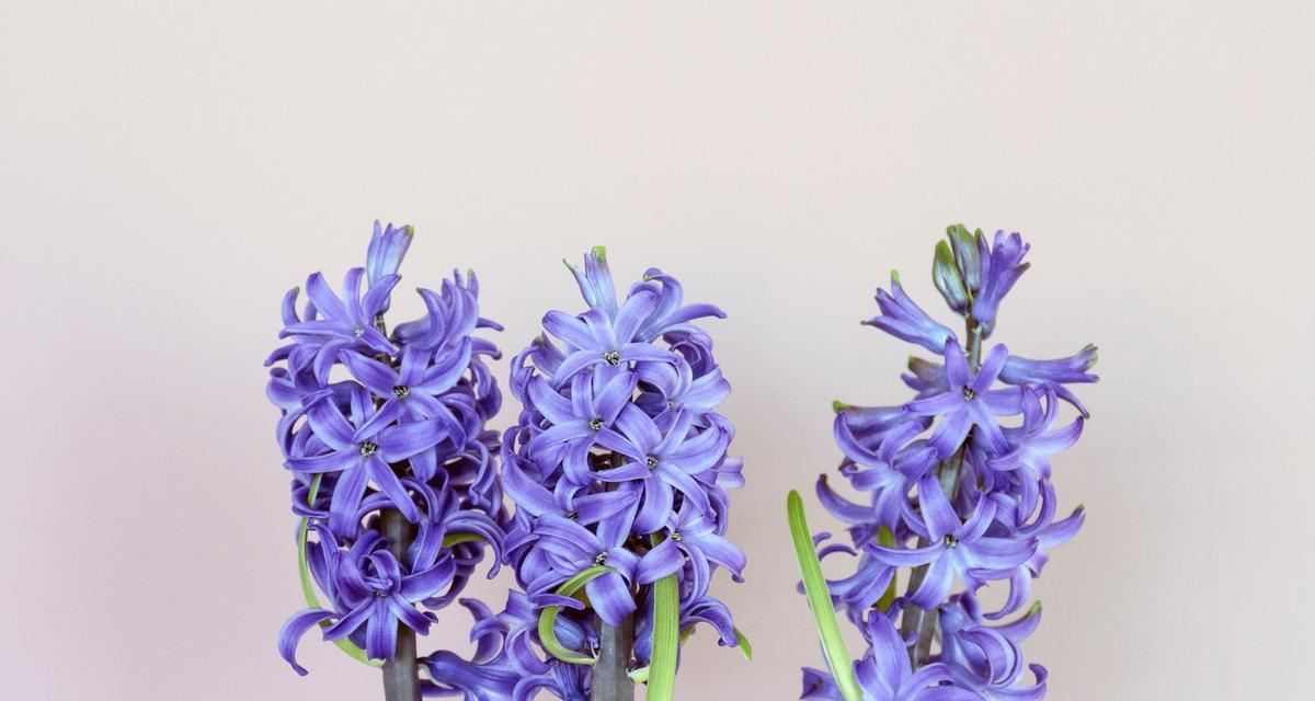 风信子的花语（盛开在春天的芳香之中）