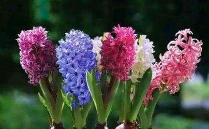 风信子的花语（盛开在春天的芳香之中）