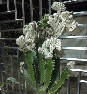 麒麟掌花语与寓意（探寻麒麟掌的花语）