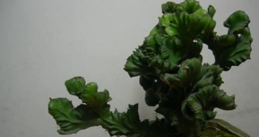 麒麟掌花语与寓意（探寻麒麟掌的花语）