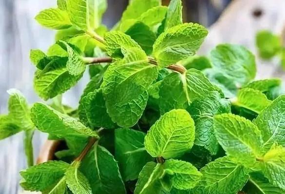 植物呼吸作用的重要性（揭秘植物呼吸作用的奥秘与功能）