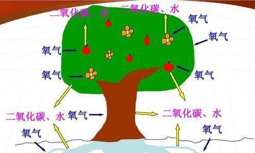 植物呼吸作用的重要性（揭秘植物呼吸作用的奥秘与功能）