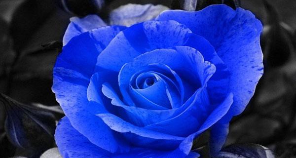 蓝色玫瑰花语之美丽梦想（用蓝色玫瑰诠释青春与希望）
