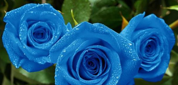 蓝色玫瑰花语之美丽梦想（用蓝色玫瑰诠释青春与希望）