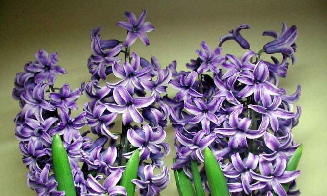 用颜色风信子花语解读世界的奥秘（揭开风信子花语）