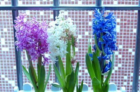 用颜色风信子花语解读世界的奥秘（揭开风信子花语）