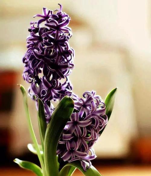 用颜色风信子花语解读世界的奥秘（揭开风信子花语）