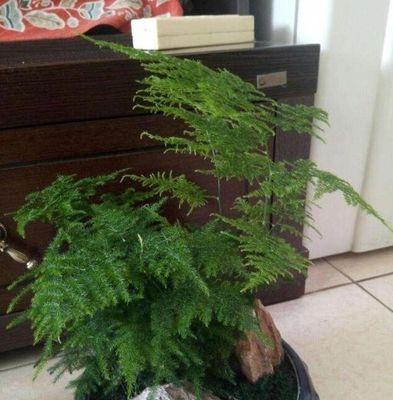 文竹浇啤酒水真的好吗？正确浇水方法是什么？