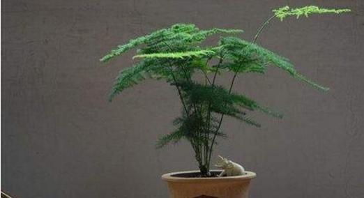 文竹浇啤酒水真的好吗？正确浇水方法是什么？