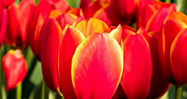 郁金香的寓意与象征（探索郁金香花的美丽与象征意义）