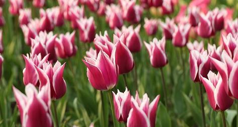 郁金香的寓意与象征（探索郁金香花的美丽与象征意义）