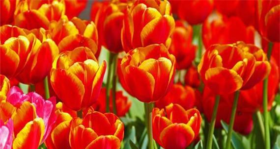 郁金香的寓意与象征（探索郁金香花的美丽与象征意义）