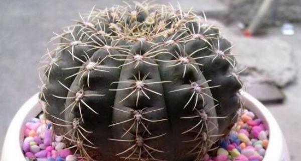 仙人球好养吗?养殖方法和养护要点是什么? 仙人球好养吗?养殖方法和养护要点是什么?