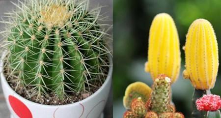 仙人球好养吗?养殖方法和养护要点是什么? 仙人球好养吗?养殖方法和养护要点是什么?