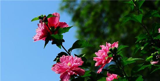 木槿花的花语与寓意（探索木槿花的诗意与情感）