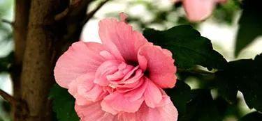 木槿花的花语与寓意（探索木槿花的诗意与情感）