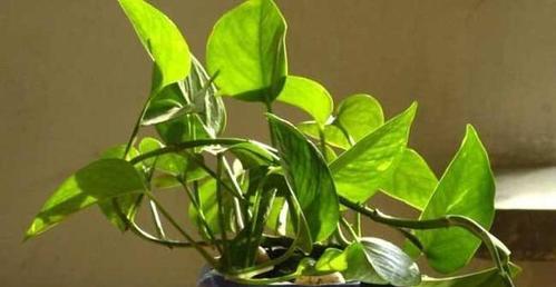 绿萝施肥指南：选择合适的肥料和施肥方法是什么？