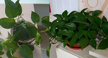 绿萝施肥指南：选择合适的肥料和施肥方法是什么？