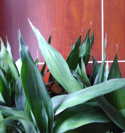 以富贵竹开花寓意（富贵竹的开花神奇之旅）