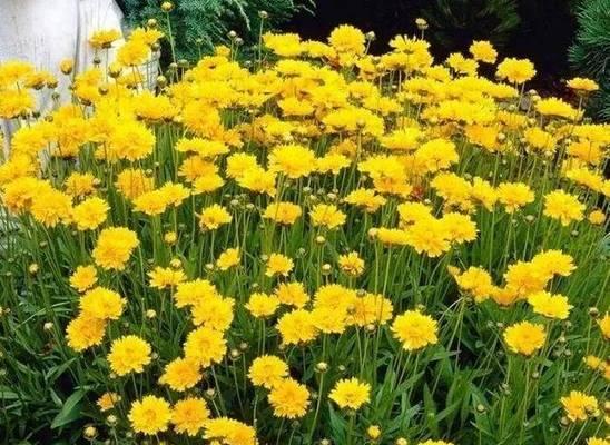 波斯菊开花后怎么处理？如何进行修剪和养护？