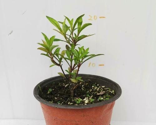 波斯菊开花后怎么处理？如何进行修剪和养护？