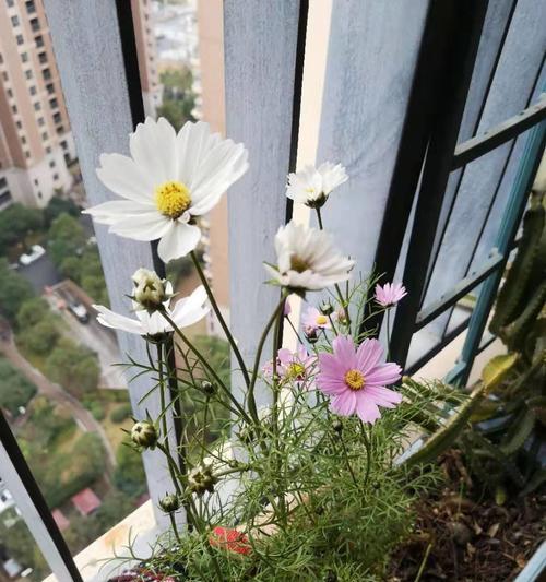 波斯菊开花后怎么处理？如何进行修剪和养护？