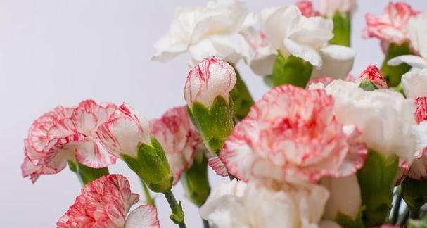 粉色康乃馨花语的深意（探寻康乃馨花语的浪漫情感）