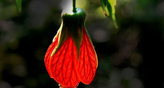 悬铃花花语的意义与传承（探索悬铃花花语背后的丰富内涵）