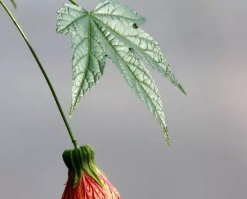 悬铃花花语的意义与传承（探索悬铃花花语背后的丰富内涵）