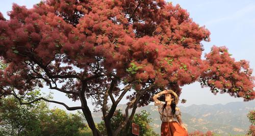 黄栌（青史留名）