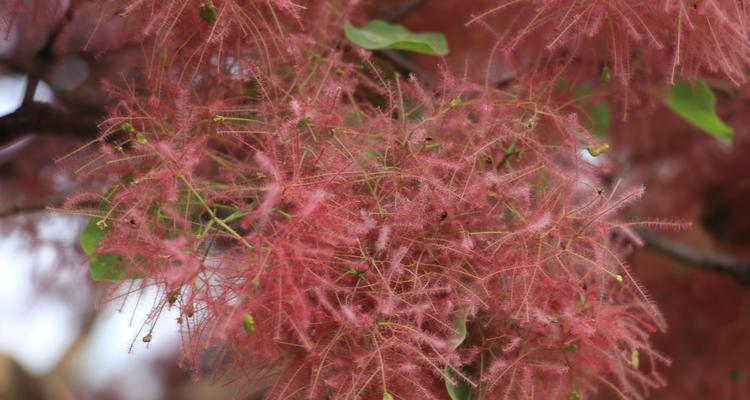 黄栌（青史留名）