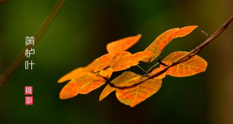 黄栌（青史留名）