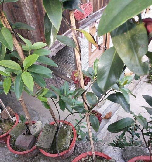 黑老虎适合什么地方种植？最佳种植环境是什么？