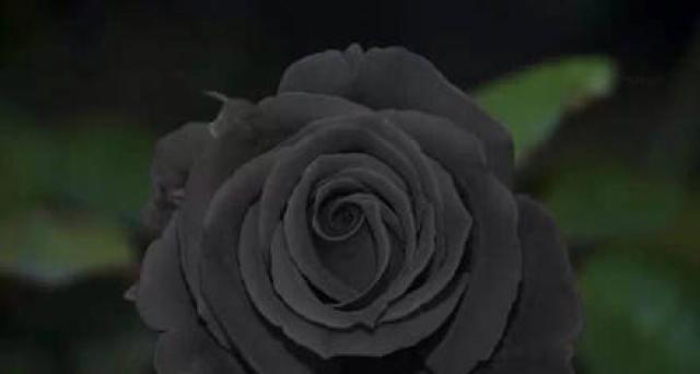 黑色曼陀罗花（神秘的黑色曼陀罗花）