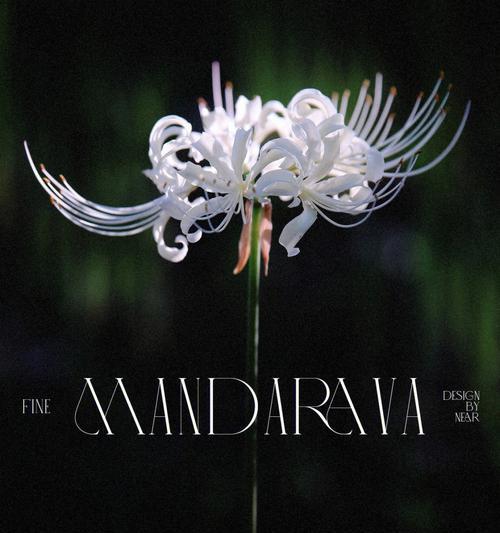 黑色曼陀罗花（神秘的黑色曼陀罗花）