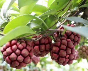 黑老虎适合什么地方种植？最佳种植环境是什么？