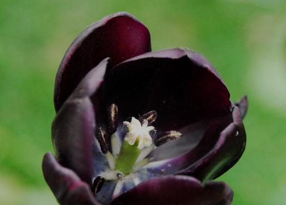 黑色曼陀罗花（神秘的黑色曼陀罗花）