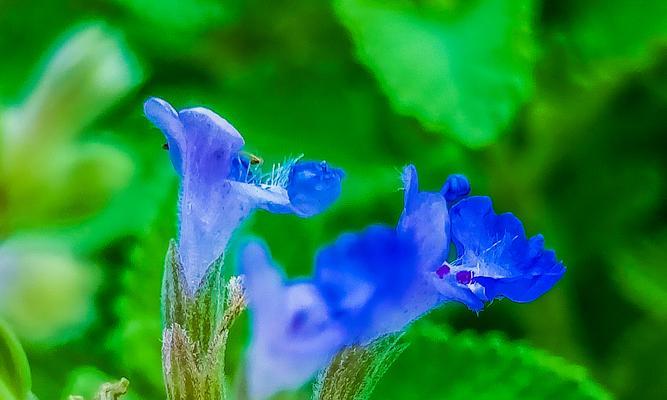 薄荷花语的深意（解读薄荷花的15种含义）